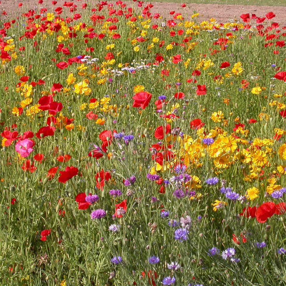 Bakker Mélange fleurs rustiques graines 20g 15m² soleil