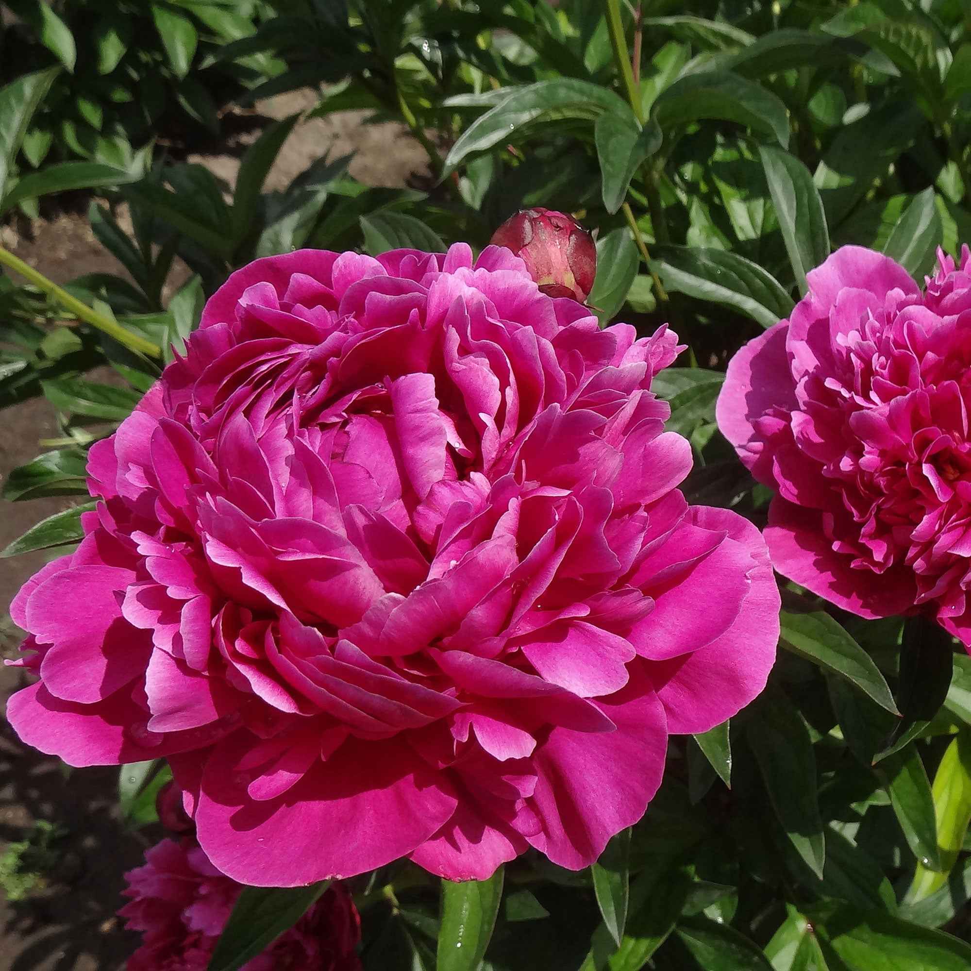 Bakker Trio pivoines roses rouges 3 racines nues parfumées