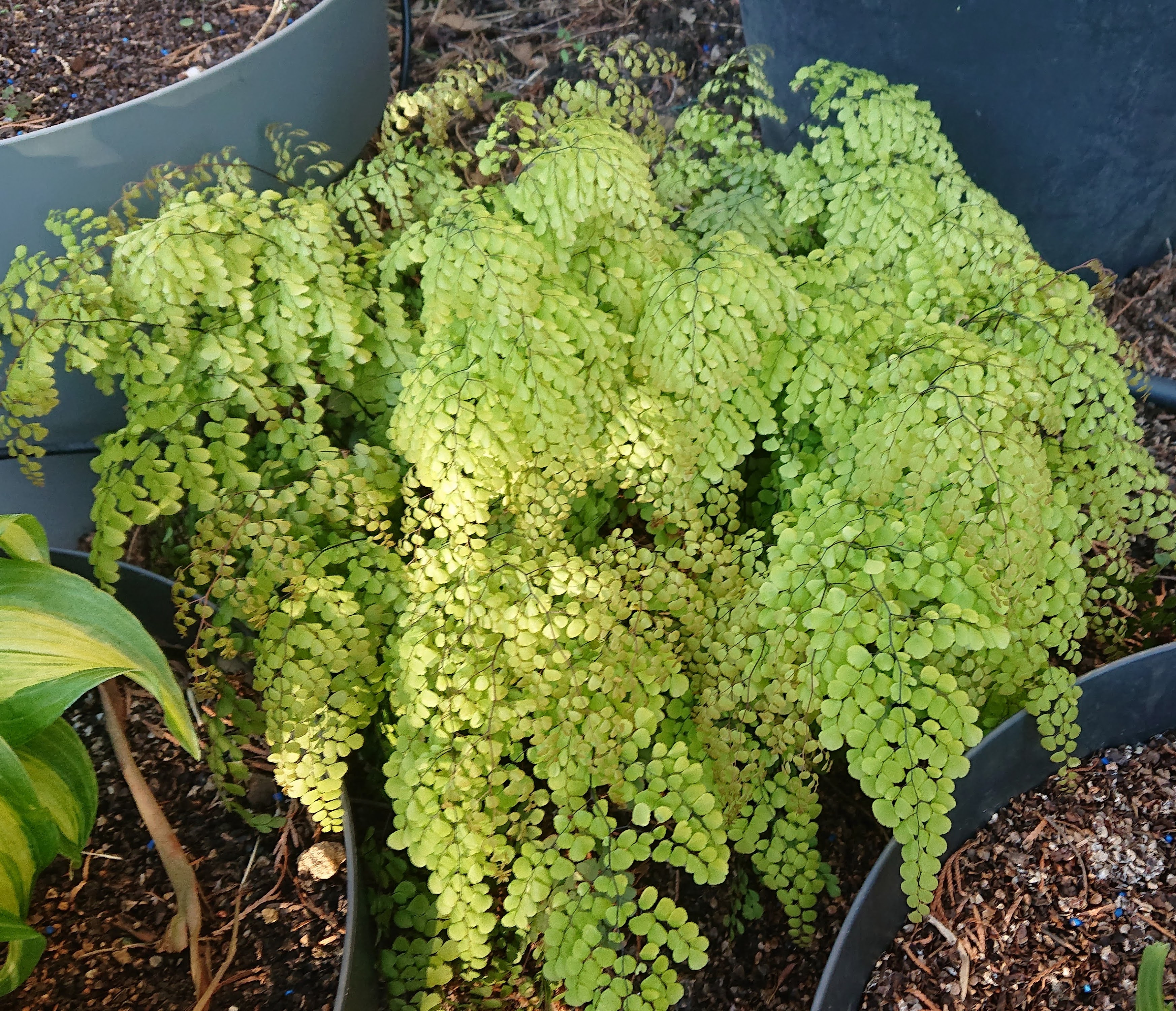 Passion Vivaces Adiantum venustum fougère d’ombre
