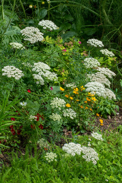 Passion Vivaces Cenolophium denudatum persil Baltique pot 1L