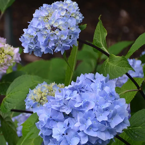 Bakker Hortensia So Long Ebony Monmar arbuste pot 3L rouge