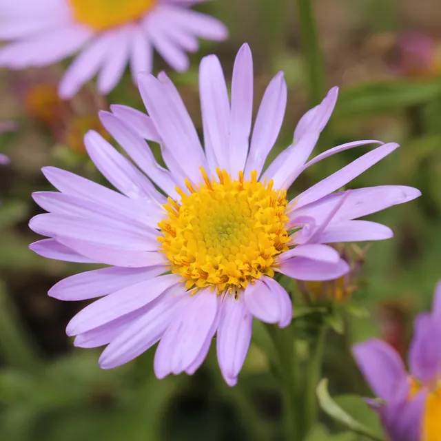 Bakker Erigeron Lavender Lady vivace pot Ø 9cm