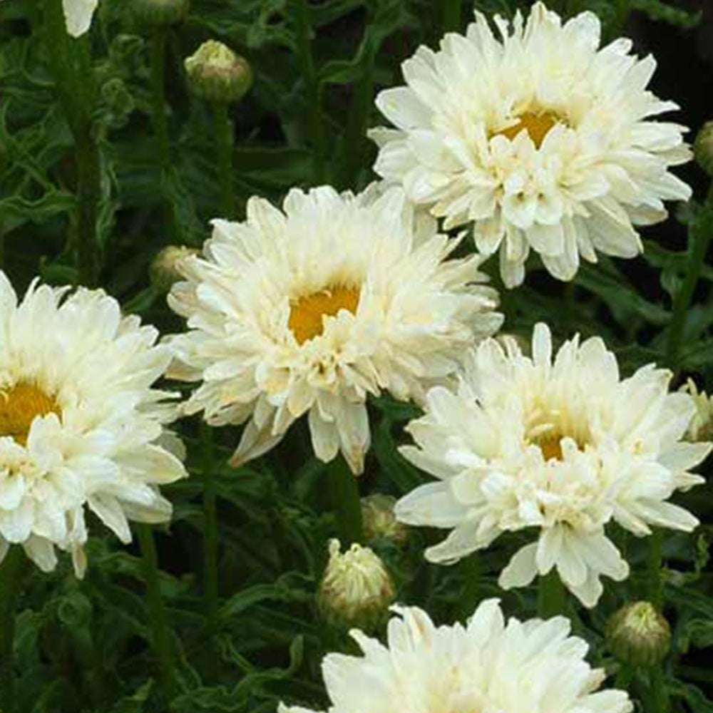 Bakker Victorian Secret marguerite d'été pot 8cm blanc rosé