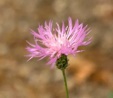 Passion Vivaces Centaurea bella plante vivace pot 1 litre couvre-sol sec