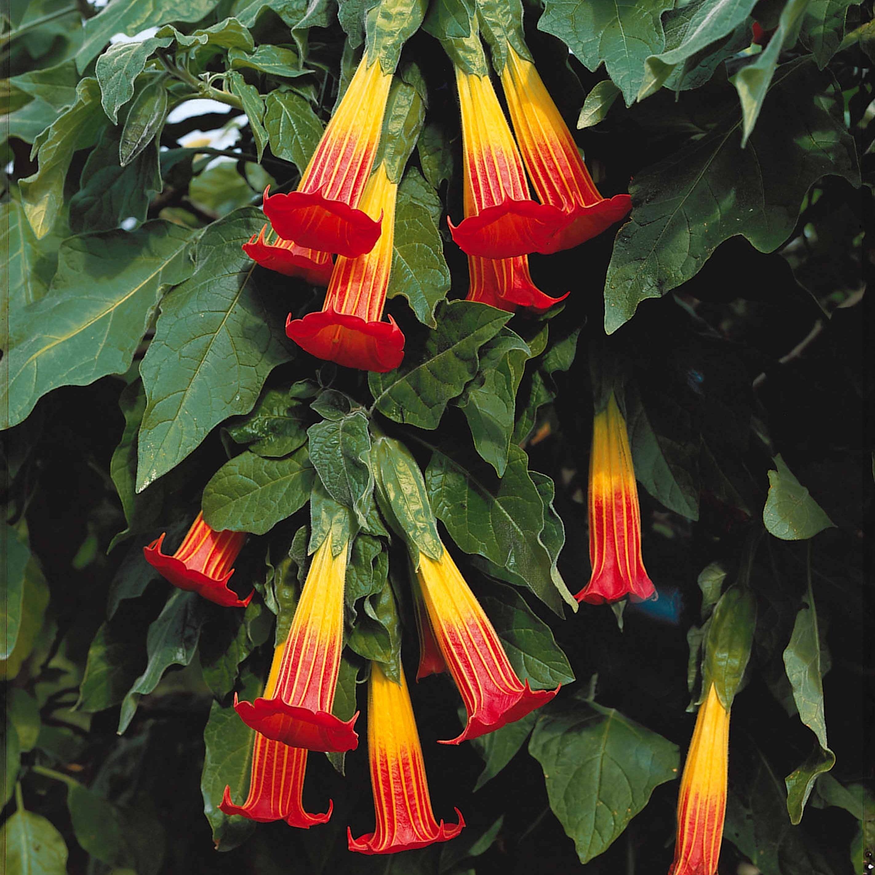Bakker Brugmansia Rouge et Or Trompette des Anges Pot 9cm