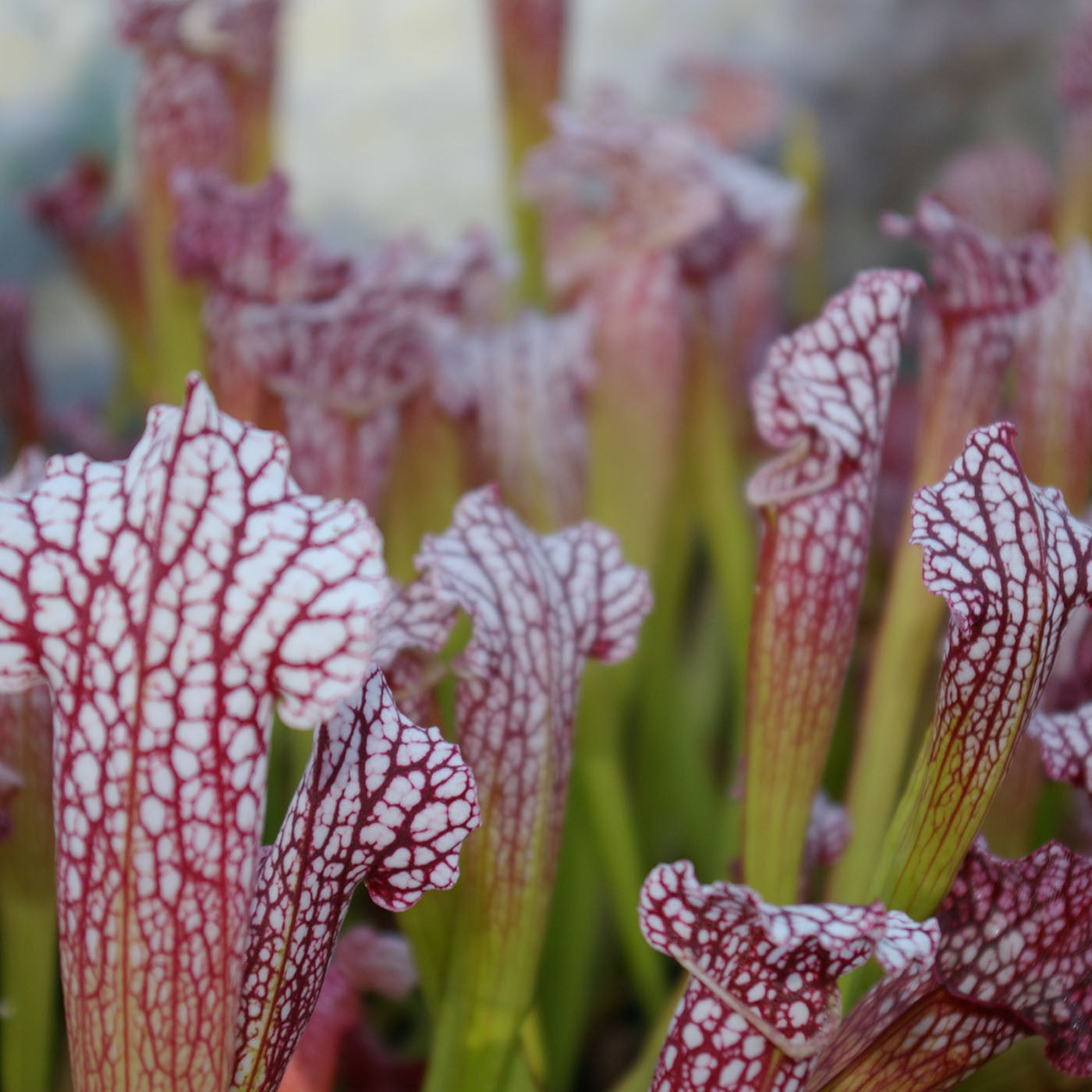 Carniflore Sarracenia x Bella plante carnivore urnes blanches