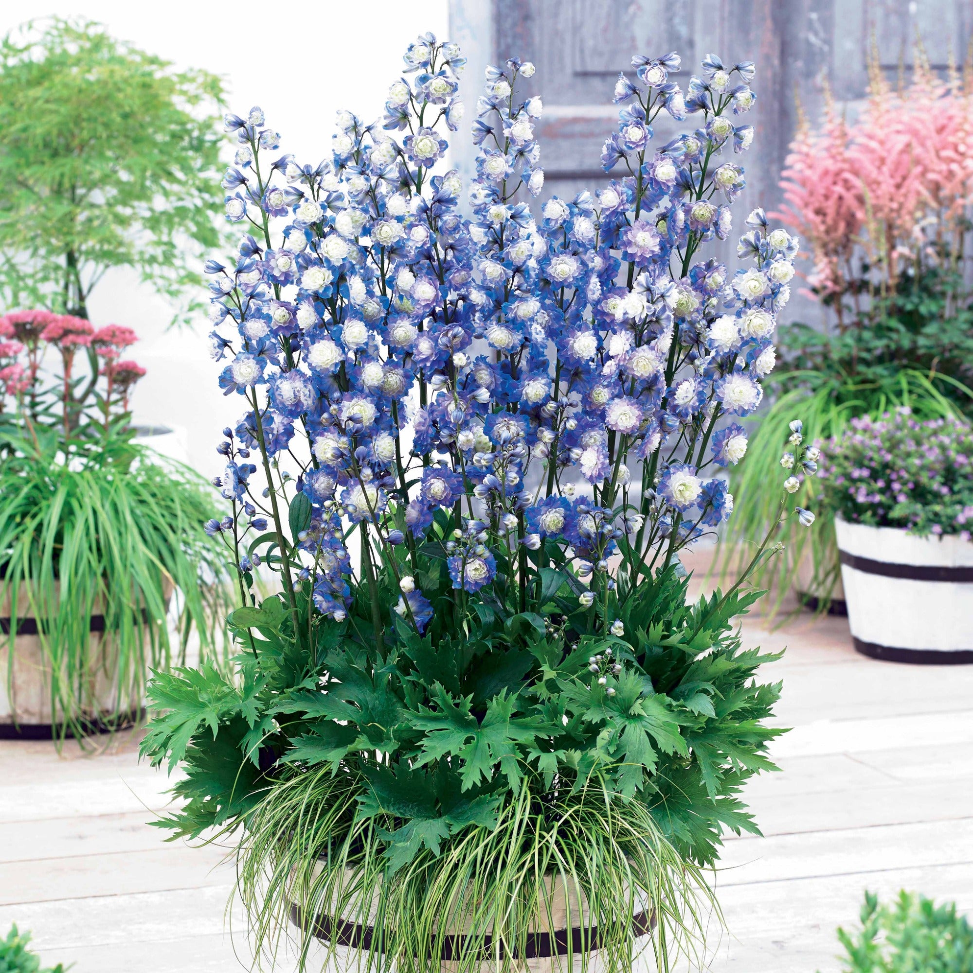 Bakker Delphinium Highlander Bolero vivace racine nue