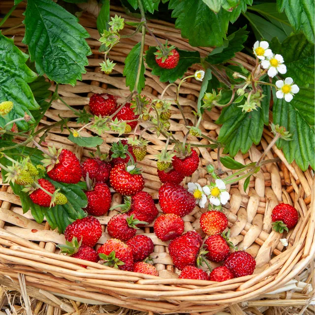 Bakker Alexandria fraisier des bois pot 9cm