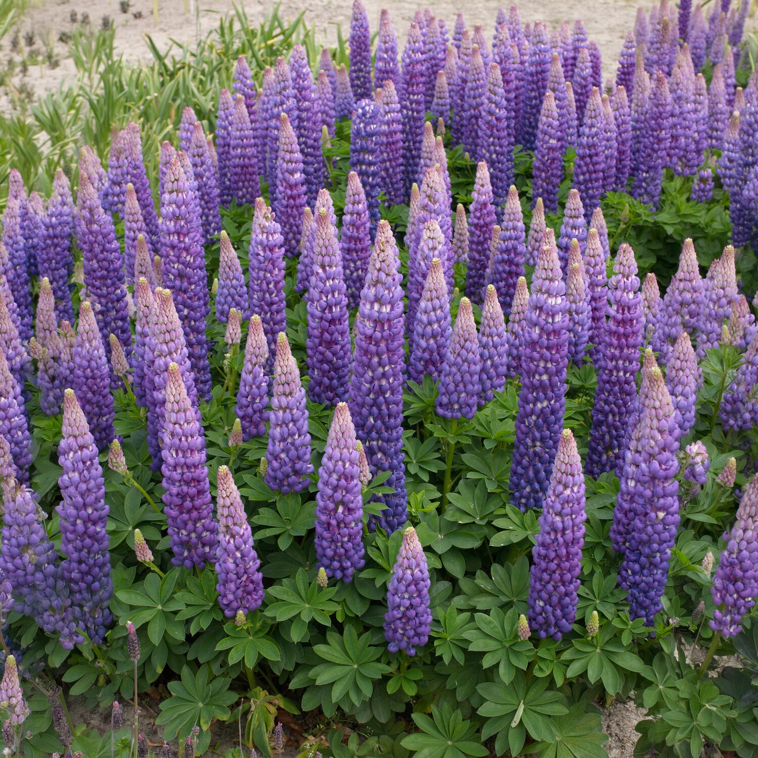 Bakker Lupin Persian Slipper vivace violette pot 1,5L