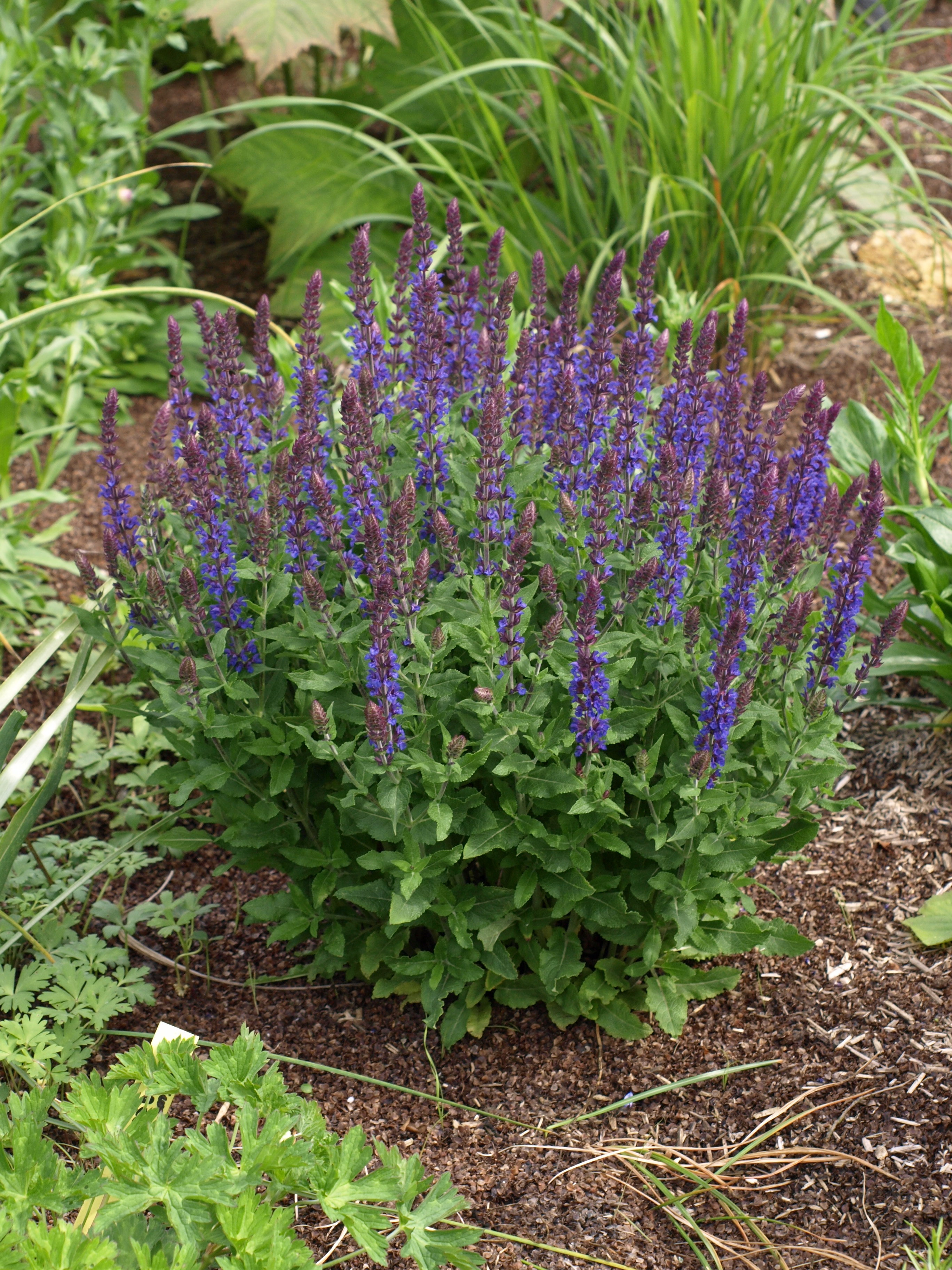 Passion Vivaces SALVIA nemorosa Blauhugel sauge pot 1 litre