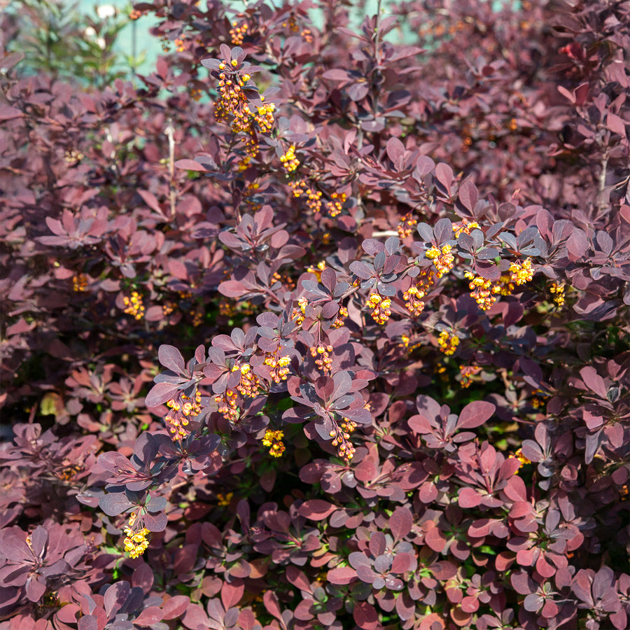 Bakker Épine-vinette Superba arbuste pot Ø 9cm pourpre