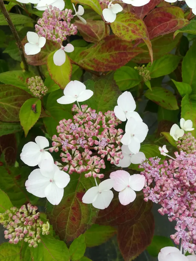 Les Hortensias du Haut Bois Beni Yama hortensia serrata godet