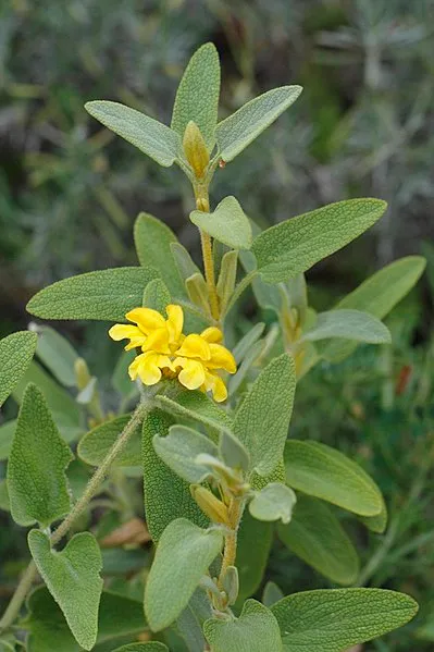 Passion Vivaces Phlomis lycia plante vivace pot 1L jaune