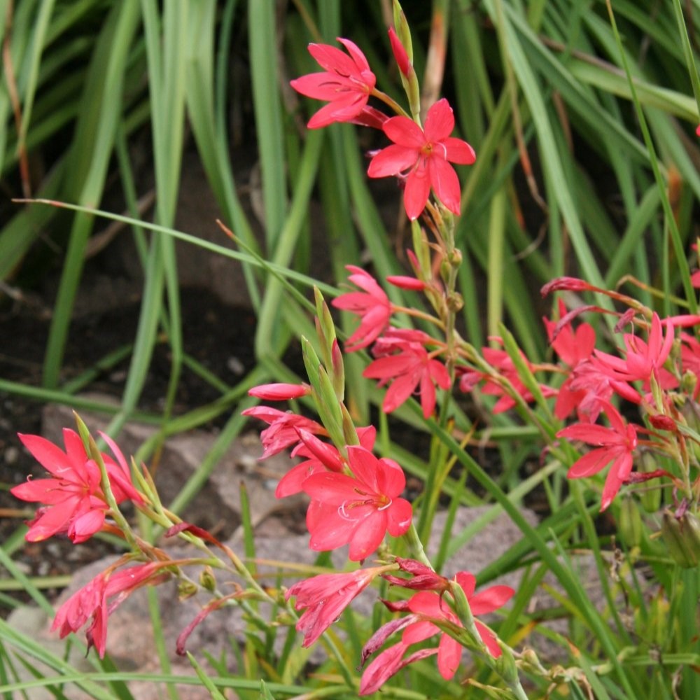 Passion Vivaces Schizostylis coccinea lys des Cafres rouge