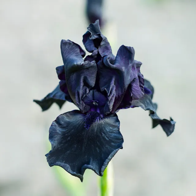 Bakker Vivaces Iris Etude en Noir 2 racines nues 90cm