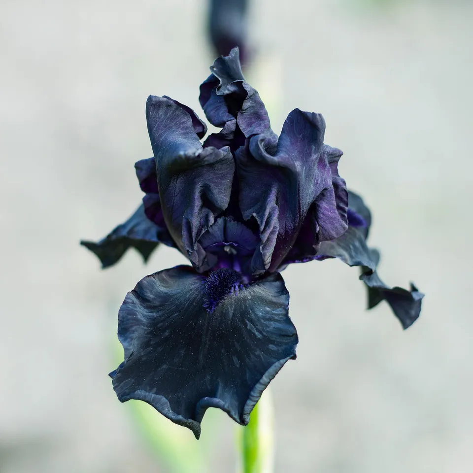 Bakker Vivaces Iris Etude en Noir 2 racines nues 90cm