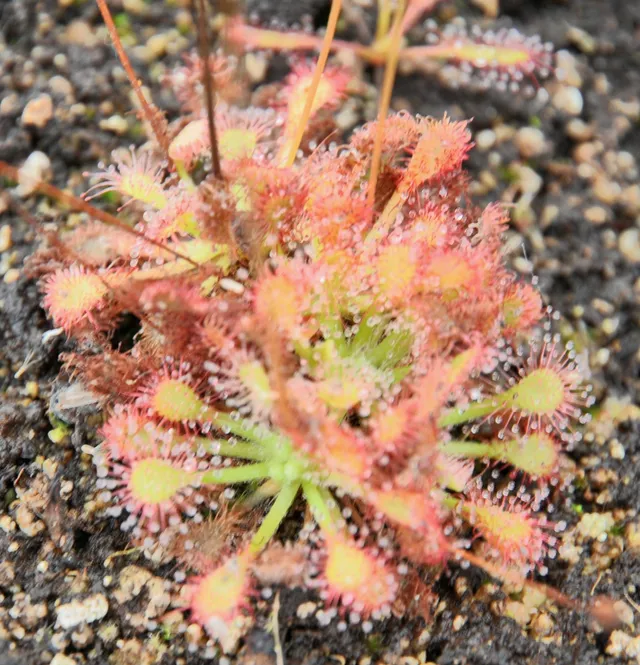 Carniflore Drosera capillaris fleur blanche plante carnivore adulte