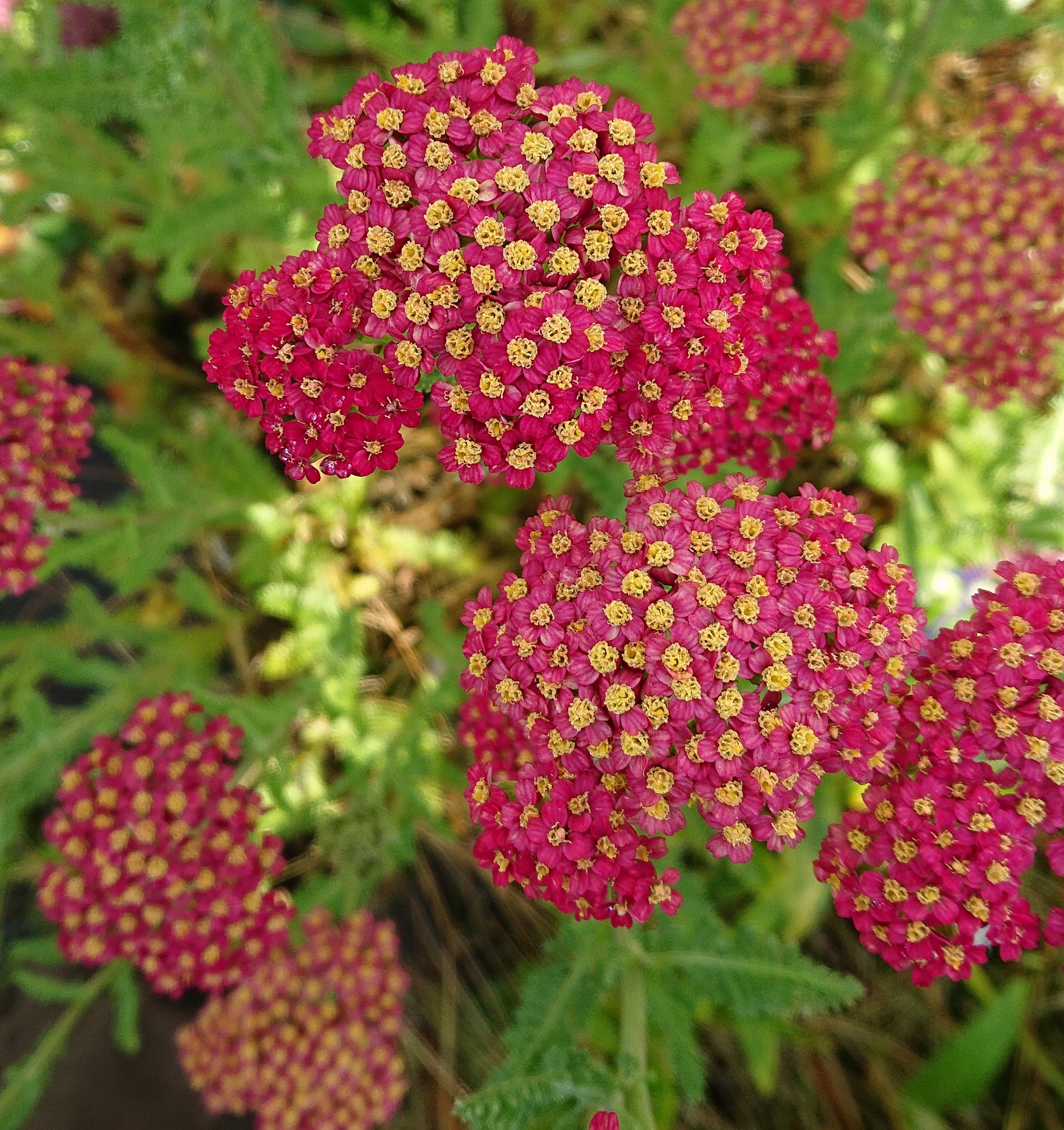 Passion Vivaces ACHILLEA millefolium Renata plante vivace godet soleil