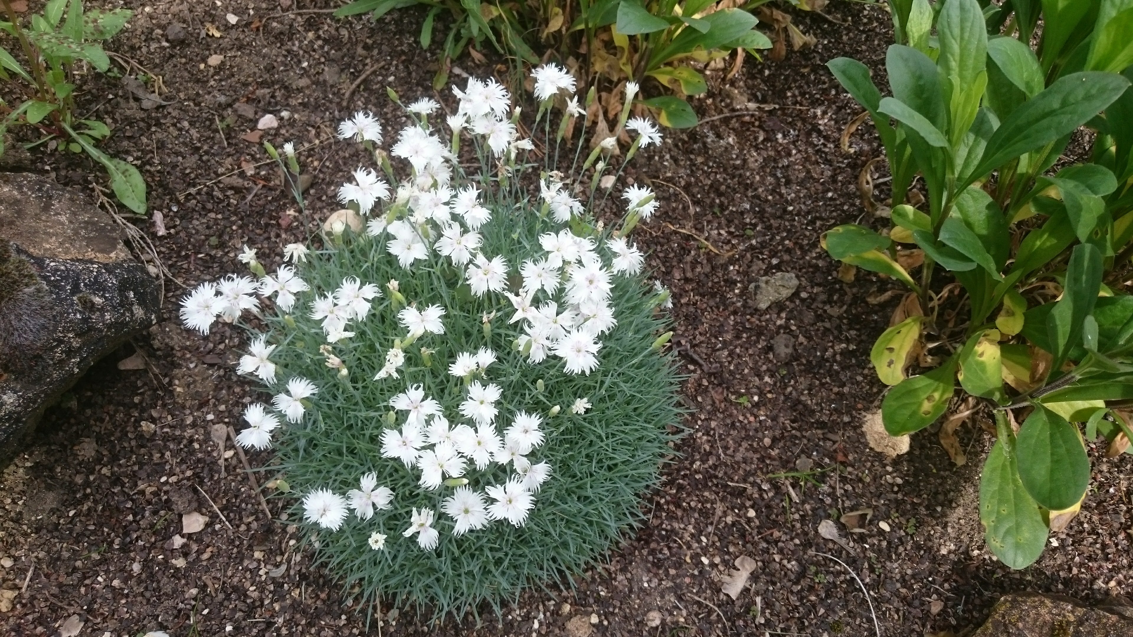 Passion Vivaces Dianthus squarrosus œillet pot blanc parfumé
