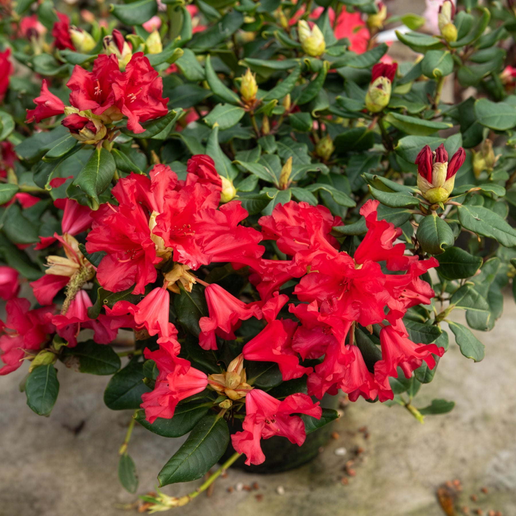 Bakker Baden Baden rhododendron arbuste pot 3L rouge