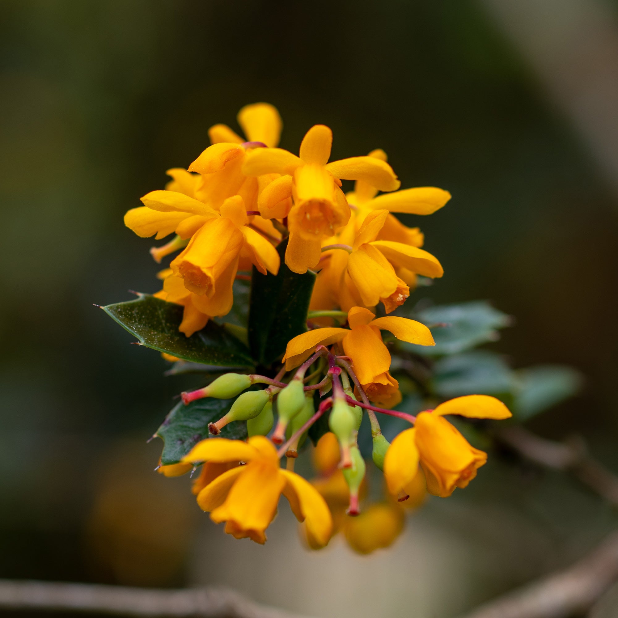 Bakker Épine-vinette Darwin Berberis arbuste pot 9cm