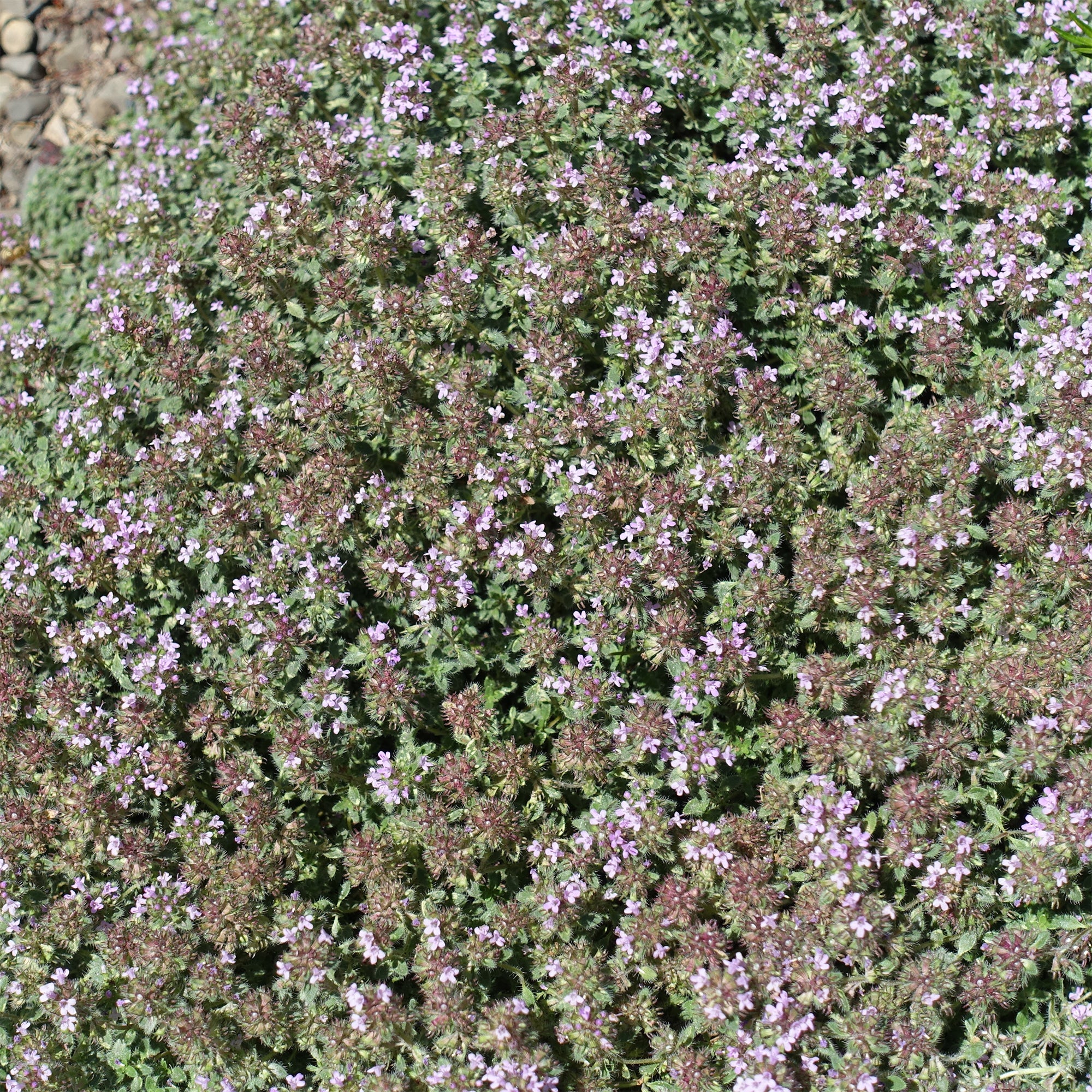 Bakker Vivaces Thym précoce laineux couvre-sol pot 9cm