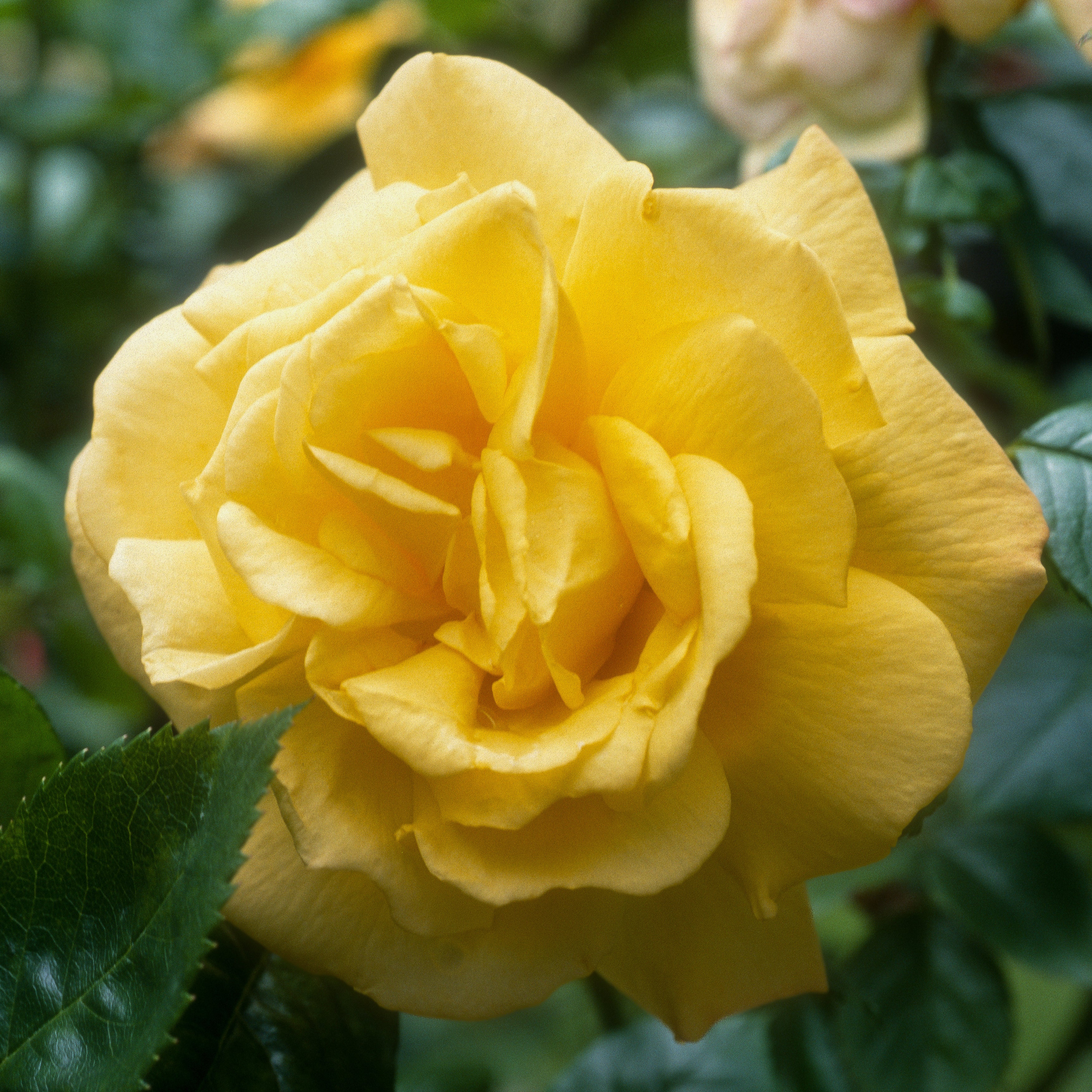 Bakker China Town rosier racine nue jaune remontant