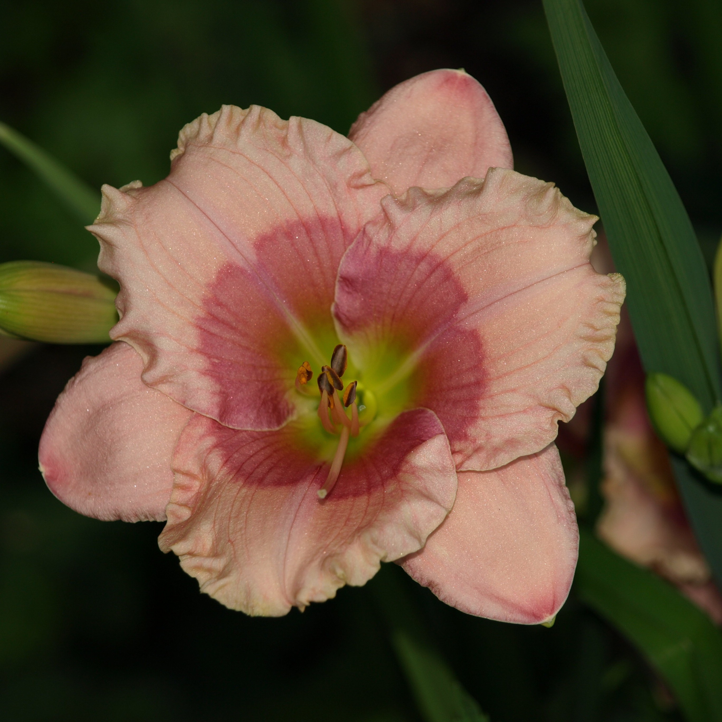 Passion Vivaces Hemerocallis Janice Brown vivace pot 1L rose