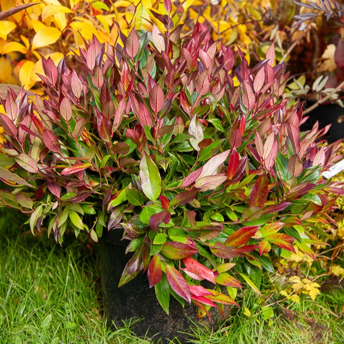 Bakker Leucothoe rouge Scarletta pot 2L 20-30cm persistant