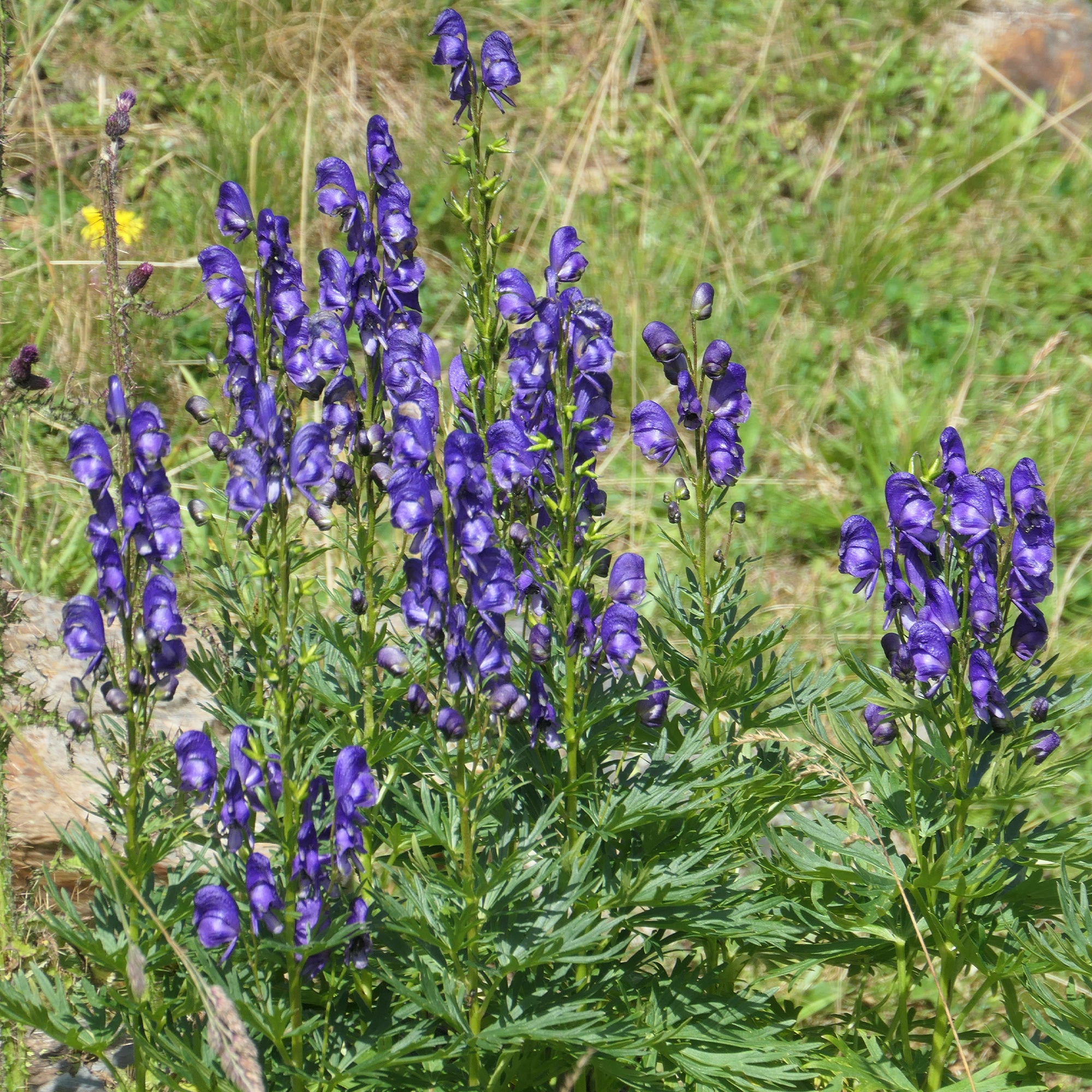 Bakker Massif Été Fleuri 18 plantes vivaces 2m²