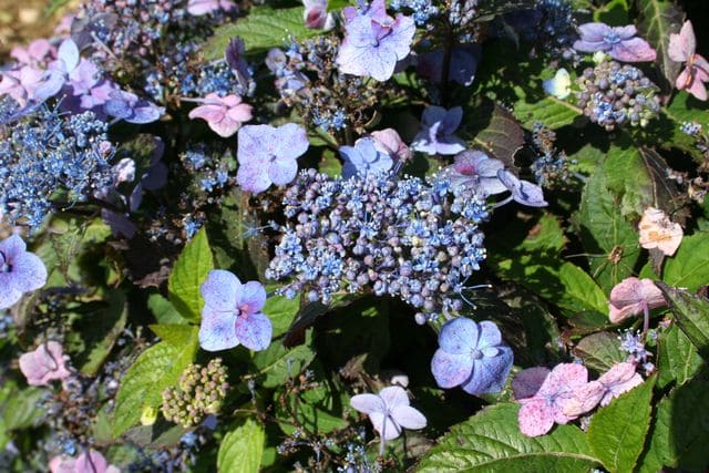 Hortensias du Haut Bois Hydrangea serrata Blue Billow hortensia bleu