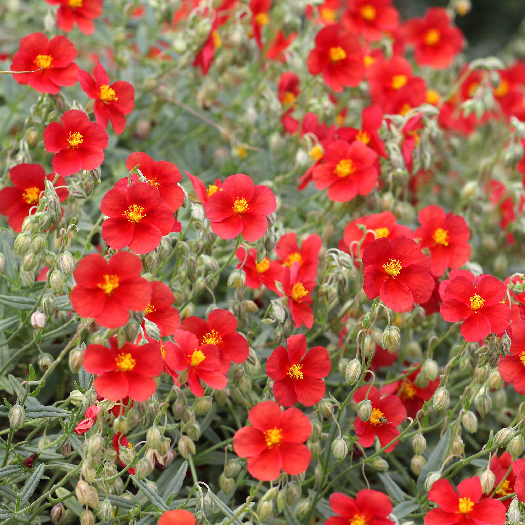 Bakker Hélianthème rouge vivace pot 8cm couvre-sol