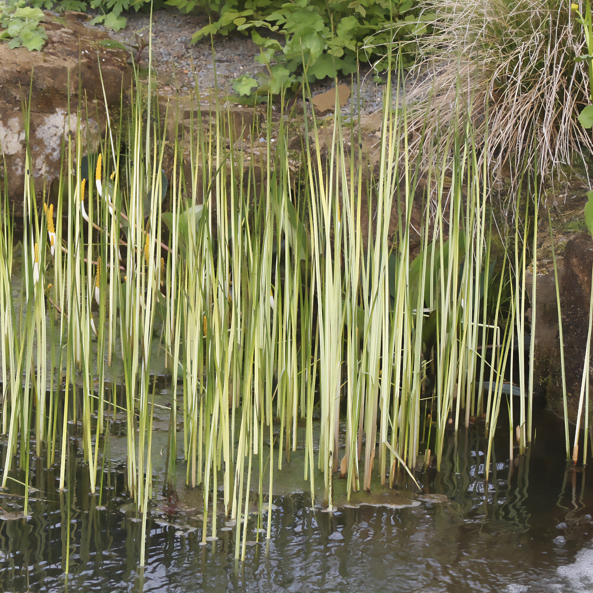 Bakker Jonc Albescens plante bassin pot Ø 9cm 160cm
