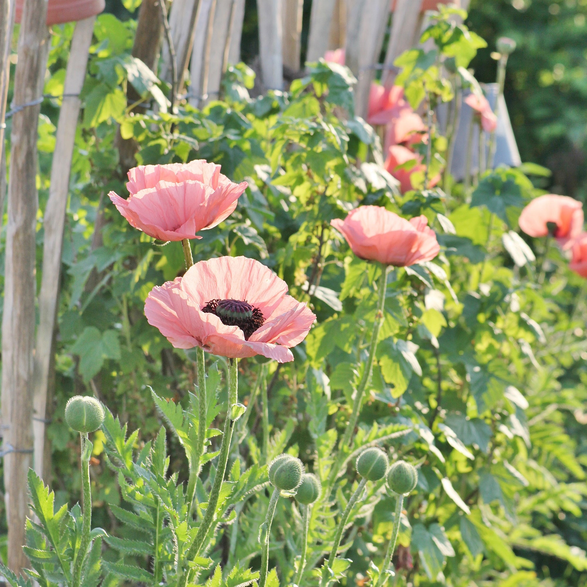 Bakker Plantes d'extérieur Pavot Princess Victoria Louise pot 8cm