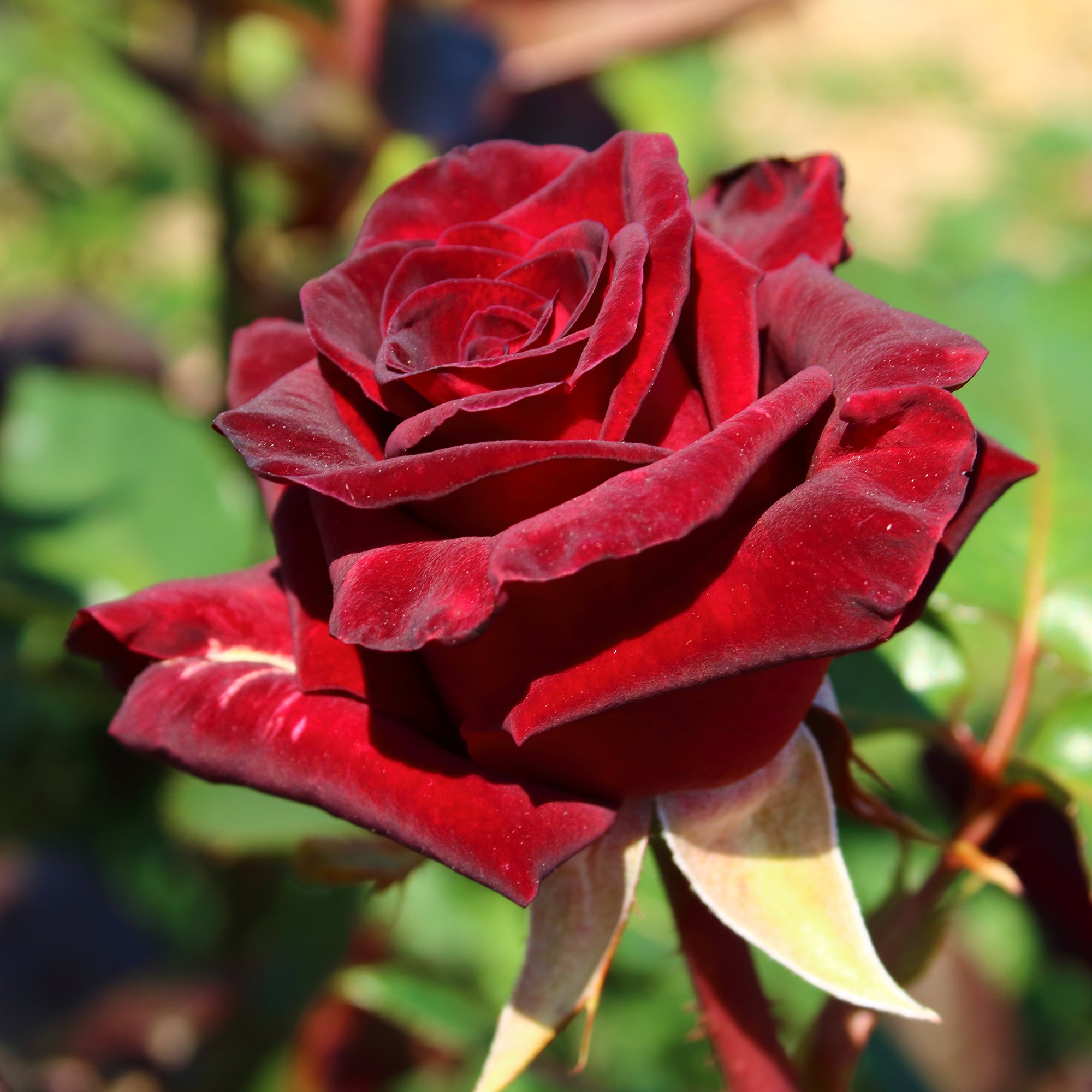 Bakker Rosier Black Baccara buisson motte 3+ branches rouge