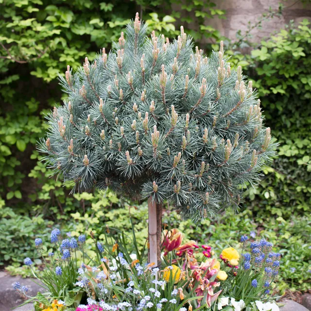 Bakker Watereri pin sylvestre bleu pot 4.5L persistant