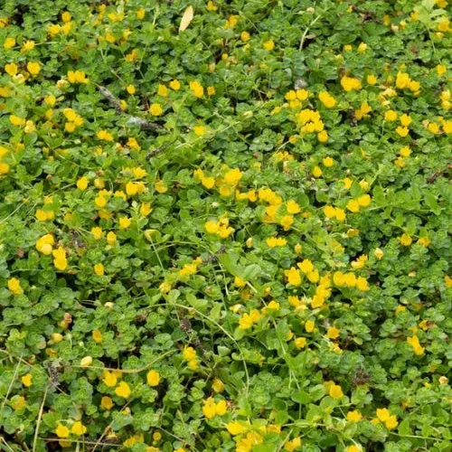 Bakker Lysimaque Nummulaire couvre-sol jaune pot 9cm