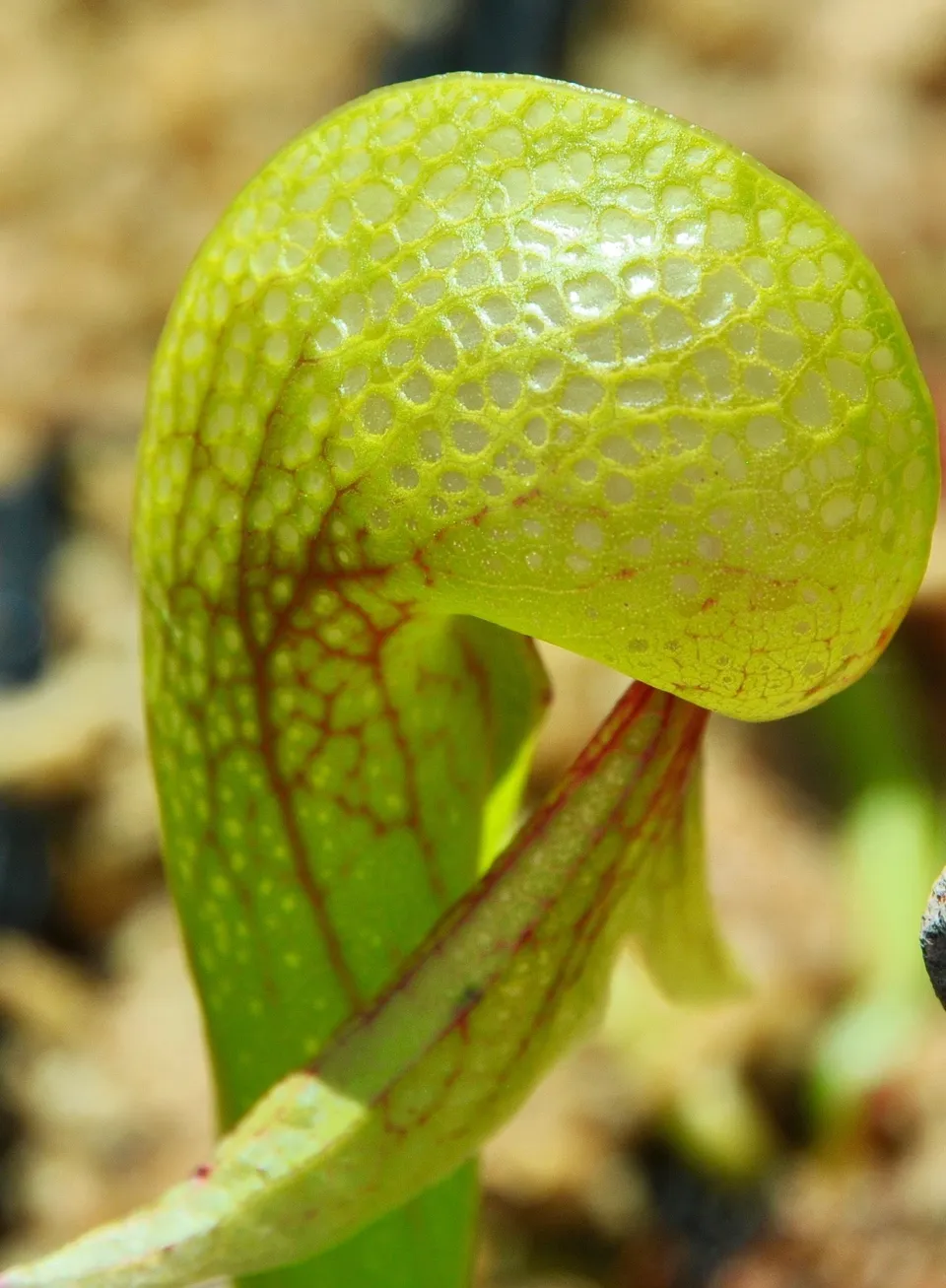Carniflore Darlingtonia californica plante cobra jeune plant pot 9