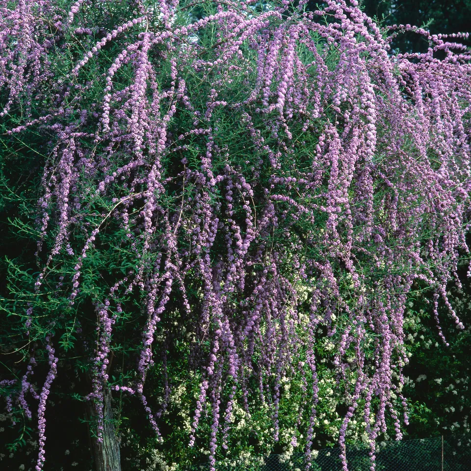 Bakker Arbre à papillons feuilles alternes pot 9cm violet