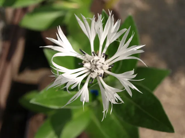 Passion Vivaces Centaurea montana Alba plante vivace godet blanc