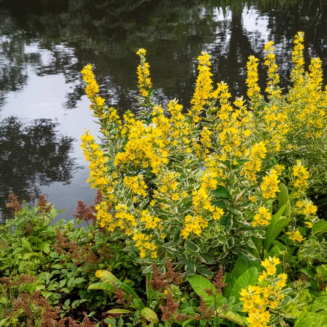 Bakker Plantes vivaces Lysimaque ponctuée Alexander plante jaune pot 9cm