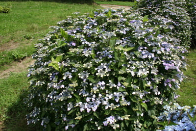 Les Hortensias du Haut Bois Mariesii Lilacina hortensia dentelle
