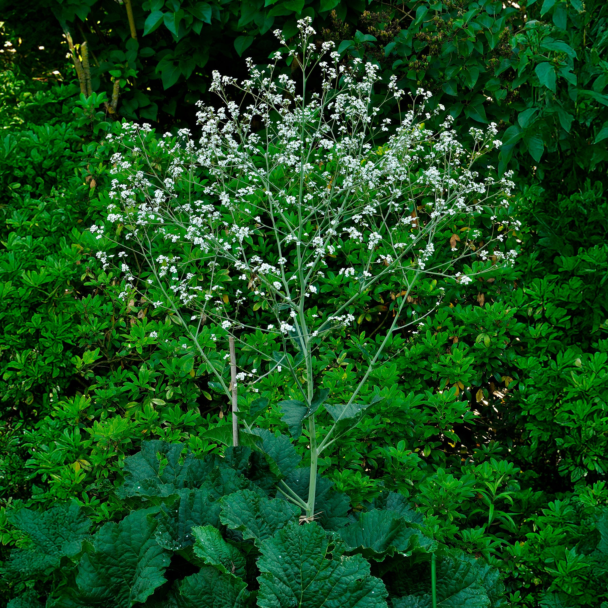 Bakker Plantes vivaces Chou nuage blanc Crambe fleur pot Ø 9cm