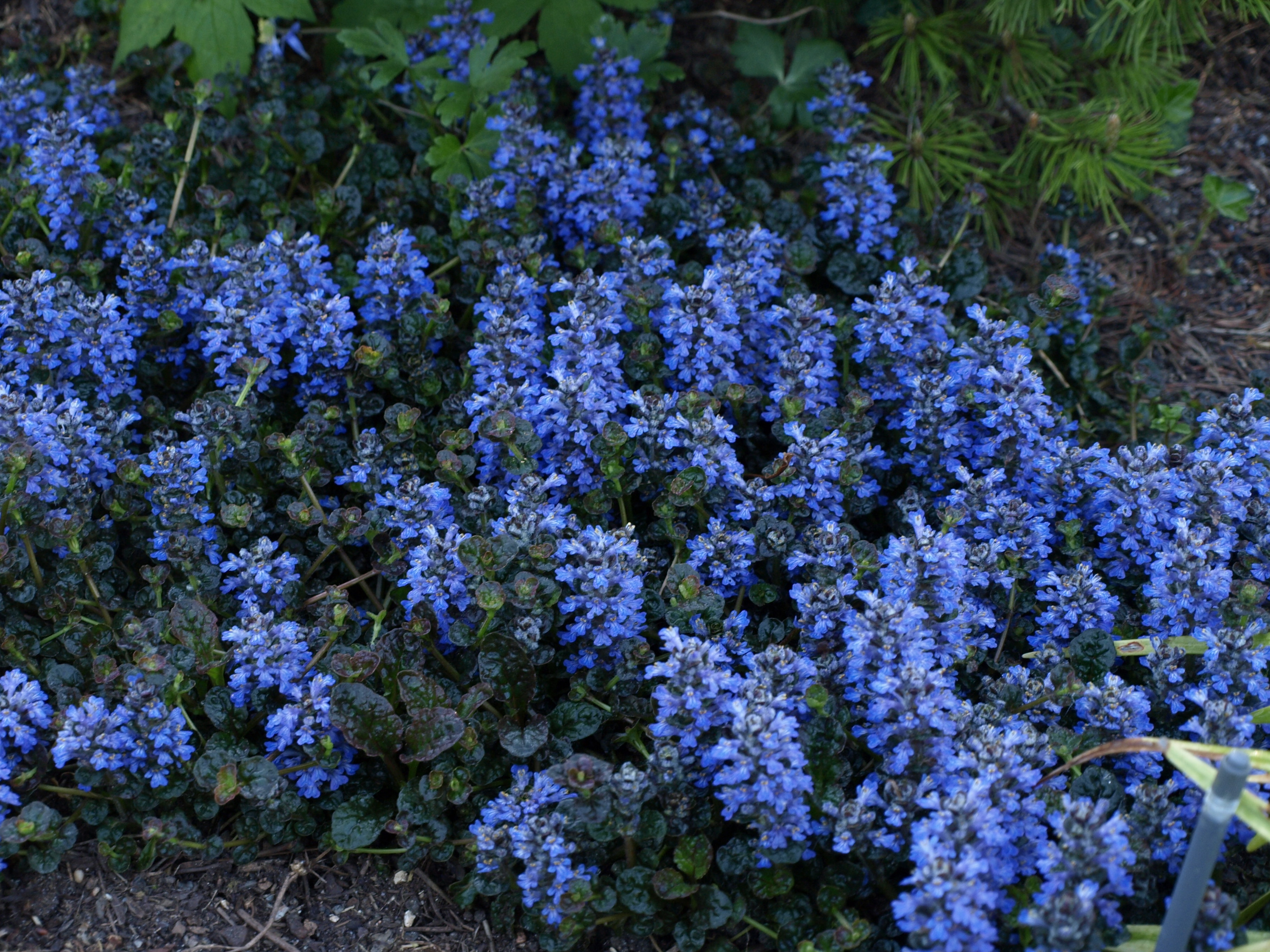 Passion Vivaces Ajuga pyramidalis Metallica Crispa plante couvre-sol