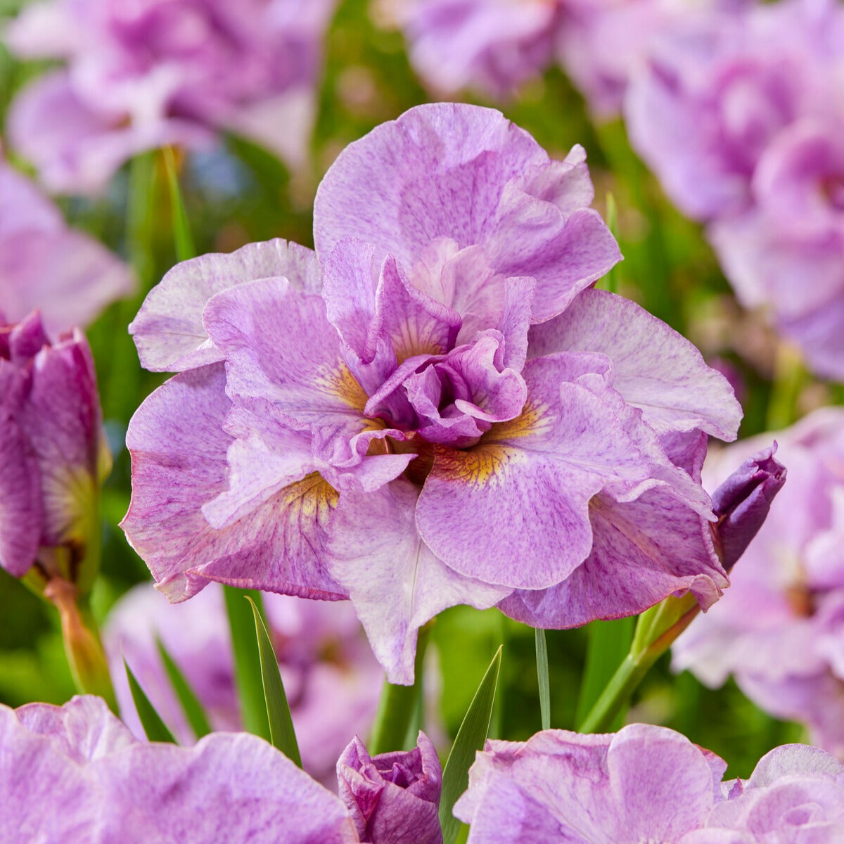 Bakker Iris de Sibérie collection paquet 6 racines fleur mix