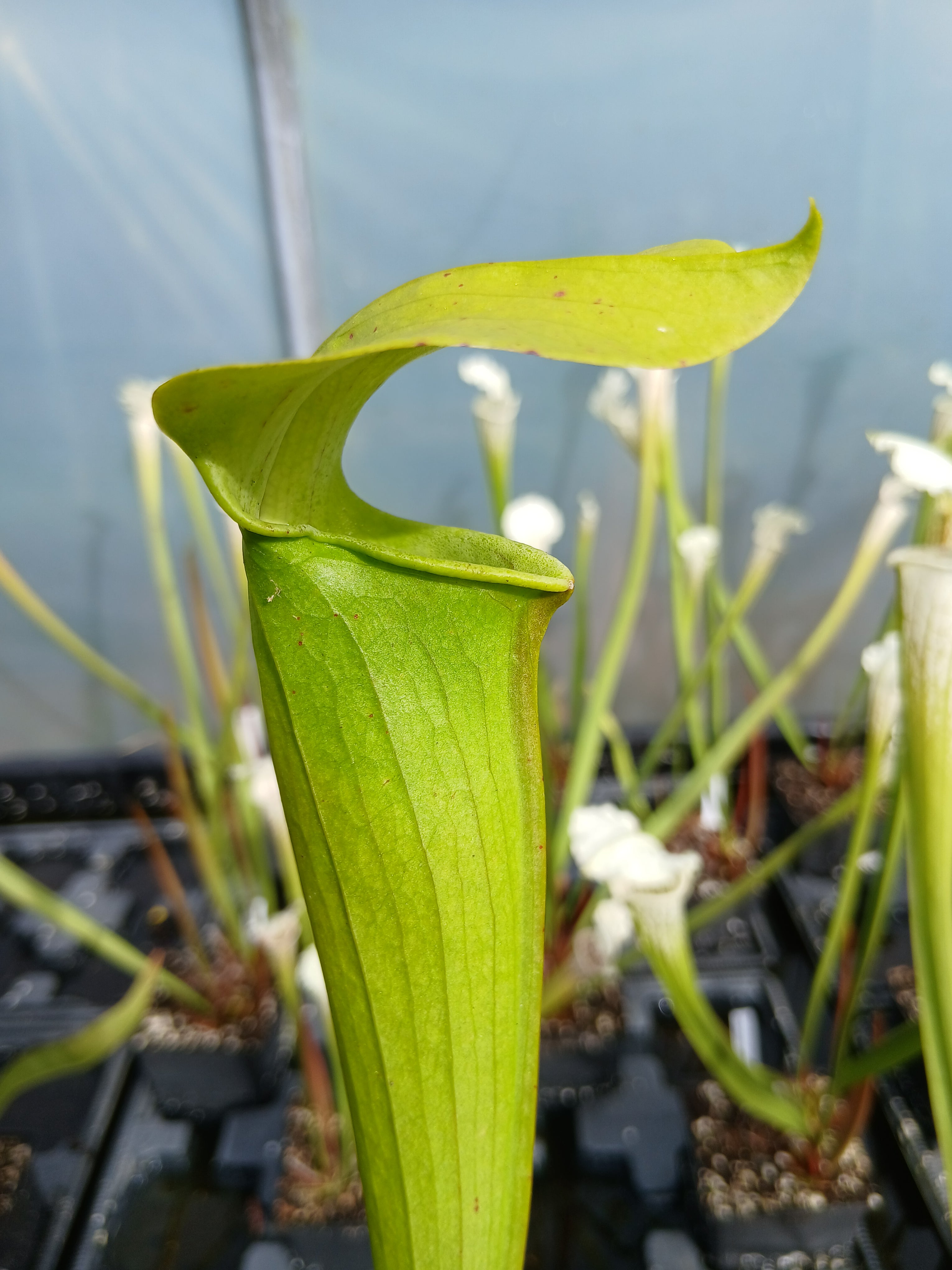 Carniflore Sarracenia alata giant plante carnivore 1 point