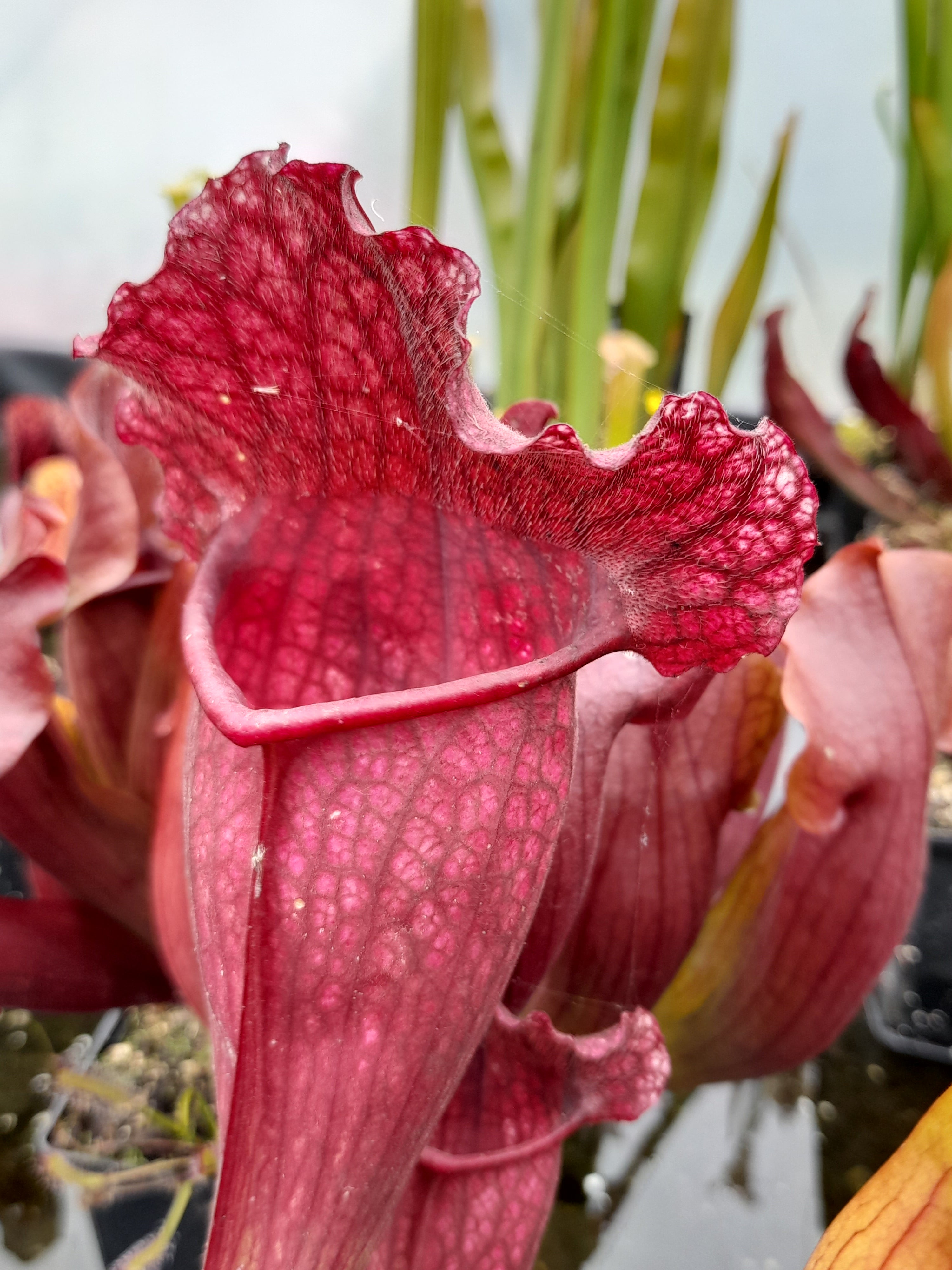 Carniflore Sarracenia x mitchelliana plante carnivore adulte 1 pied