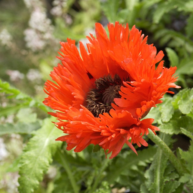 Bakker Pavot Turken Louis Papaver orientale rouge pot 8cm