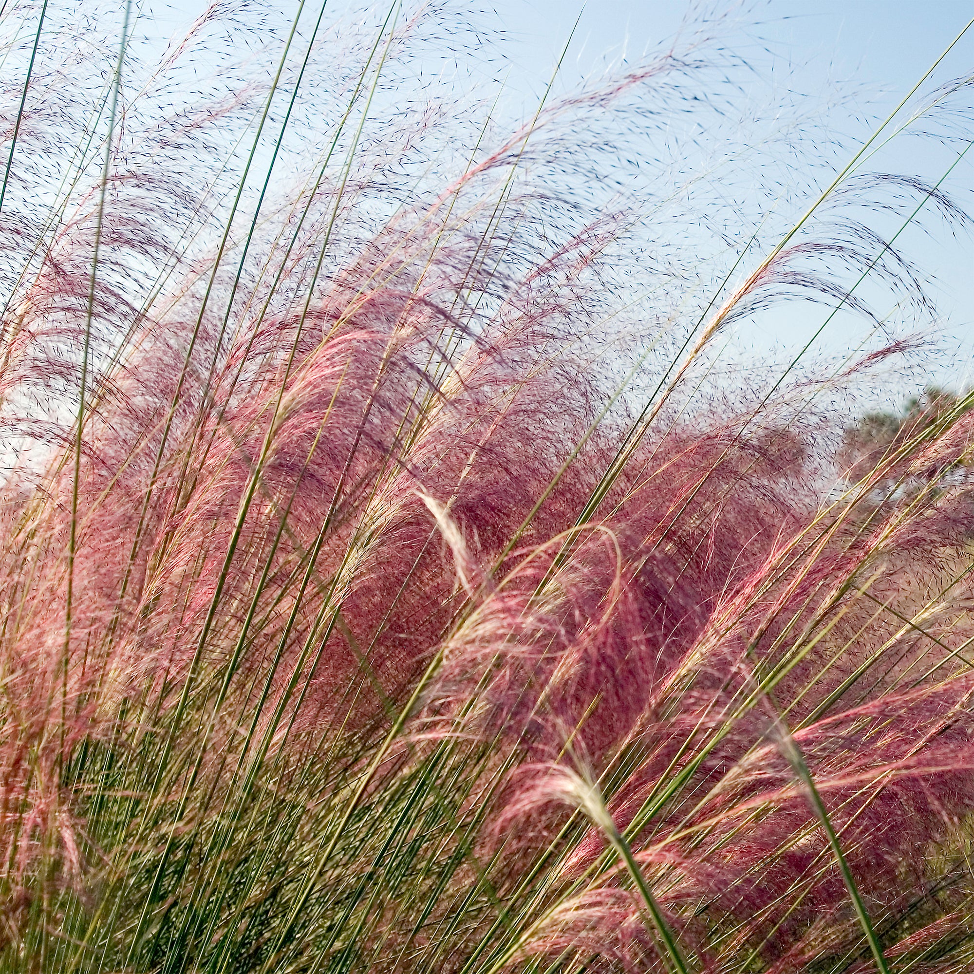 Bakker Muhlenbergia herbe aux épis roses 2 pots 9cm