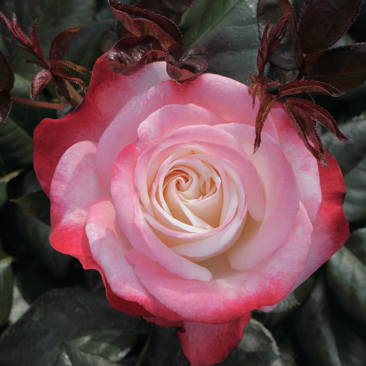 Bakker Rosier Nostalgie rosier buisson racine nue bicolore